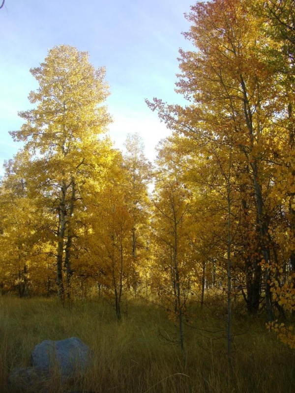 Tahoma Meadows - Sugar Pine Cabin image 11